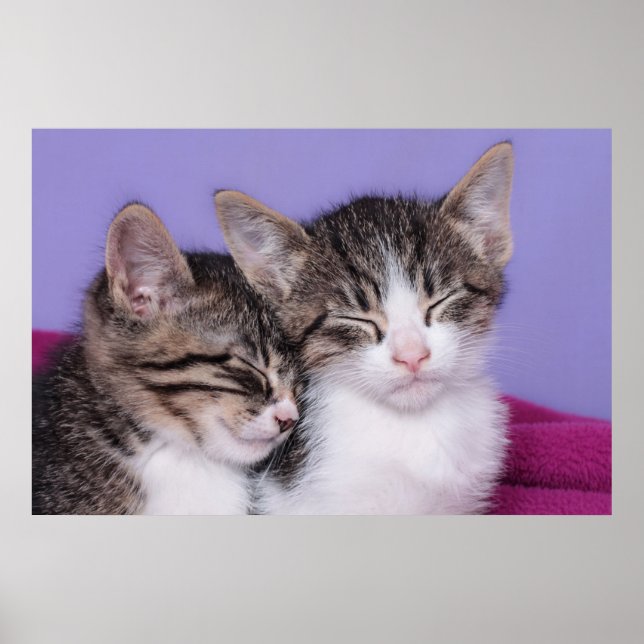 Zwei Niedliche Kitts Napping Poster (Vorne)