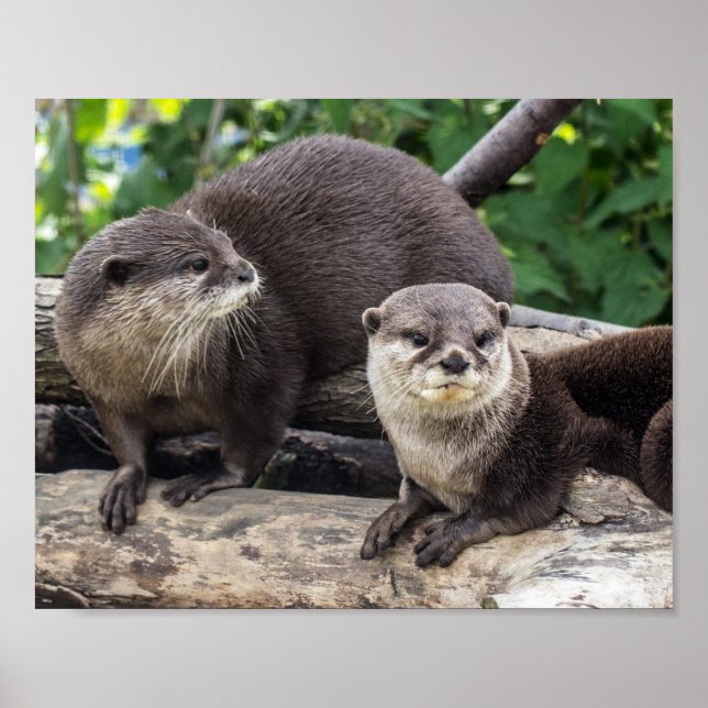 Zwei Niedliche Otter | Otter Poster (Vorne)