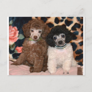 Zwei Niedliche Poodle Toy Poodle Welpen Postkarte