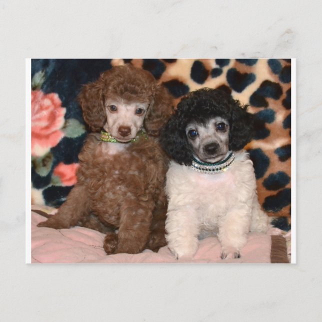 Zwei Niedliche Poodle Toy Poodle Welpen Postkarte (Vorderseite)