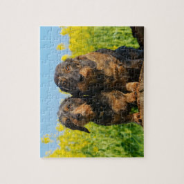 Zwei niedliches Dackel-HundDackel Foto - Spiel Puzzle