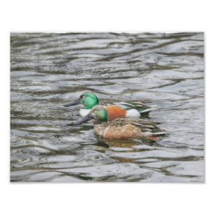 Zwei Northern Shoveler Ducks Fotodruck