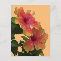 Zwei orange Hibiskus Blume Kruste. DIY Postcard