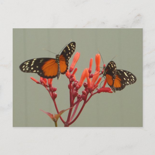Zwei orange Schwarz-weiße Schmetterlinge DIY Postk Postkarte (Vorderseite)