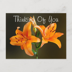 Zwei Orange Tiger Lilies and Buds Fotografie Postkarte