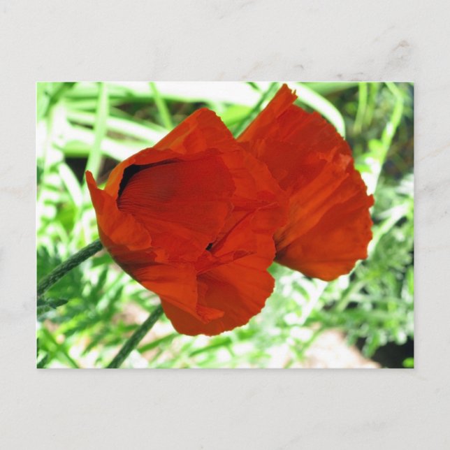 Zwei orientalische Poppies Blume Foto Postkarte (Vorderseite)