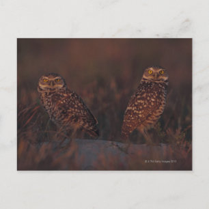Zwei Owls auf Sand Postkarte