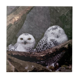 Zwei Owls Fliese