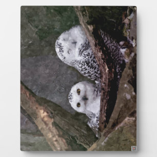 Zwei Owls Fotoplatte