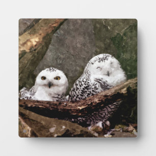 Zwei Owls Fotoplatte