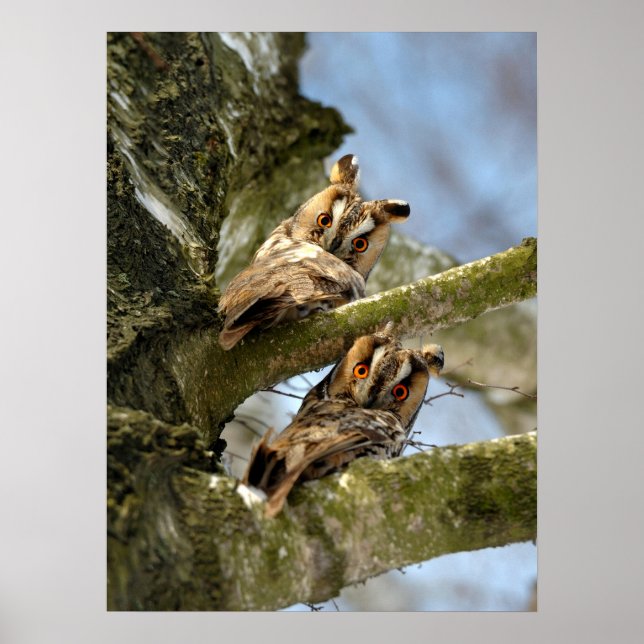 Zwei Owls im Wald, Vögel, Wild Poster (Vorne)