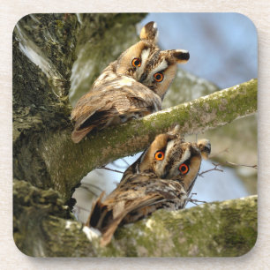 Zwei Owls im Wald, Vögel, Wildtiere Beverage Co. Getränkeuntersetzer