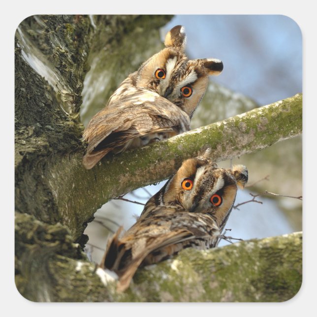 Zwei Owls im Wald, Vögel, Wildtiere Platz Stic Quadratischer Aufkleber (Vorderseite)