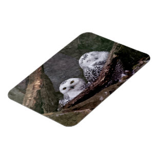 Zwei Owls Magnet