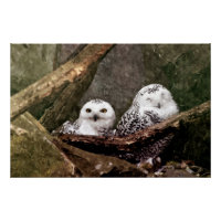 Zwei Owls