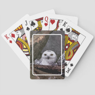 Zwei Owls Spielkarten