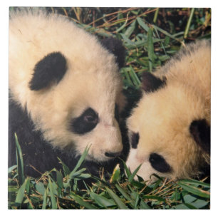 Zwei Pandajunge im Bambusdickicht, Wolong, Fliese