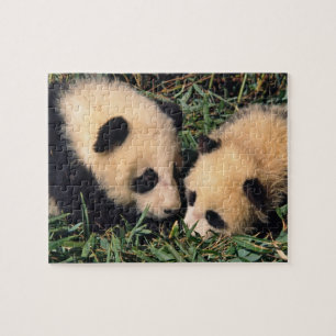 Zwei Pandajunge im Bambusgebüsch, Wolong, Puzzle