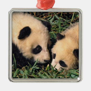 Zwei Pandajunge im Bambusgebüsch, Wolong, Silbernes Ornament
