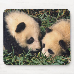Zwei Pandajunge im Bambusgestrüpp, Wolong, Mousepad