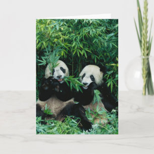 Zwei Pandas, die zusammen Bambus, Wolong, 2 essen Karte