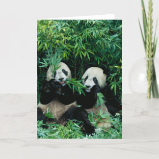 Zwei Pandas, die zusammen Bambus, Wolong, 2 essen Karte