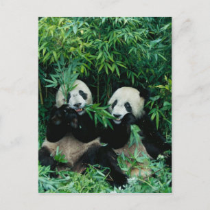 Zwei Pandas essen gemeinsam Bambus, Wolong, 2 Postkarte