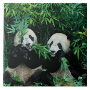Zwei Pandas essen gemeinsam Bambus, Wolong Fliese