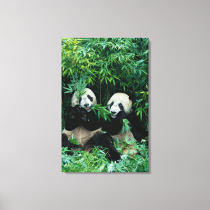 Zwei Pandas essen gemeinsam Bambus, Wolong Leinwanddruck