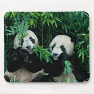 Zwei Pandas essen gemeinsam Bambus, Wolong Mousepad