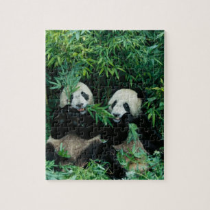 Zwei Pandas essen gemeinsam Bambus, Wolong Puzzle