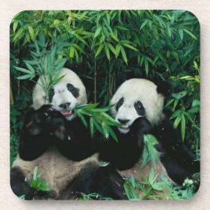 Zwei Pandas essen gemeinsam Bambus, Wolong Untersetzer