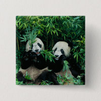 Zwei Pandas essen zusammen Bambus, Wolong