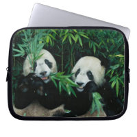 Zwei Pandas essen zusammen Bambus, Wolong