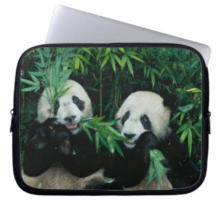 Zwei Pandas essen zusammen Bambus, Wolong Laptopschutzhülle