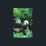 Zwei Pandas essen zusammen Bambus, Wolong Leinwanddruck<br><div class="desc">COPYRIGHT Keren Su / DanitaDelimont.com | AS07 KSU1111.jpg | Zwei Pandas essen zusammen Bambus,  Wolong,  Sichuan,  China</div>