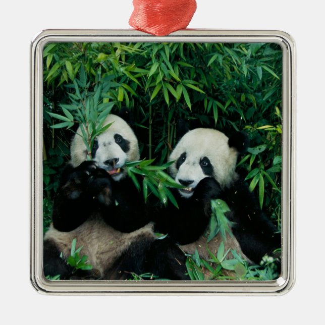 Zwei Pandas essen zusammen Bambus, Wolong Ornament Aus Metall (Vorne)