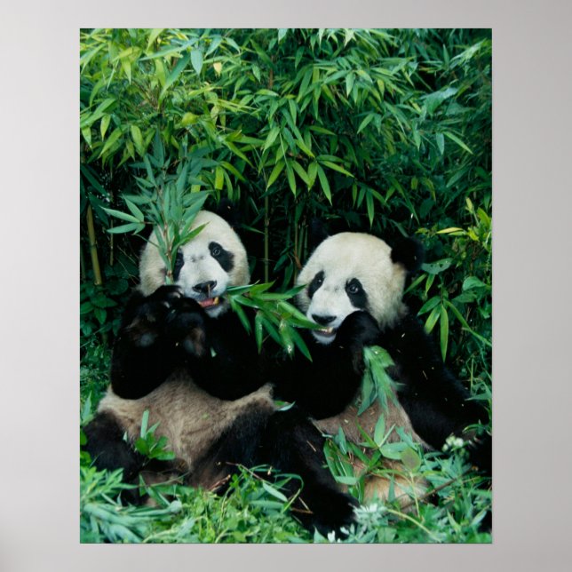 Zwei Pandas essen zusammen Bambus, Wolong Poster (Vorne)