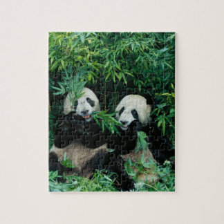 Zwei Pandas essen zusammen Bambus, Wolong Puzzle