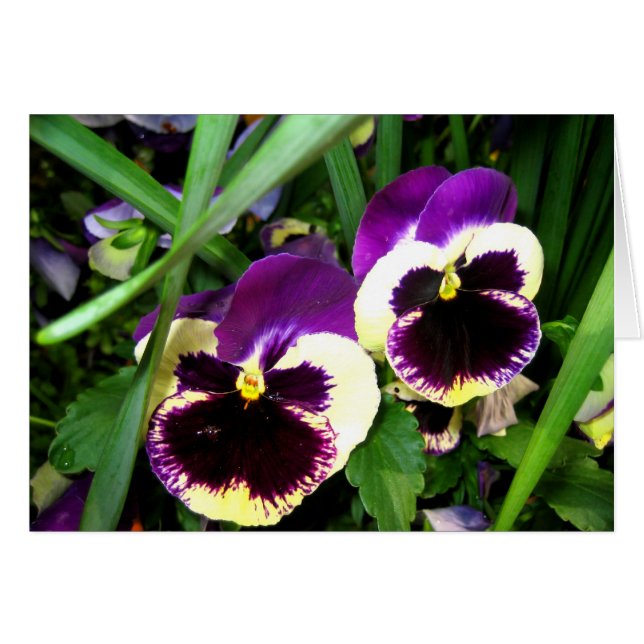 Zwei Pansy-Blumen - Karte (Vorderseite (Horizontal))