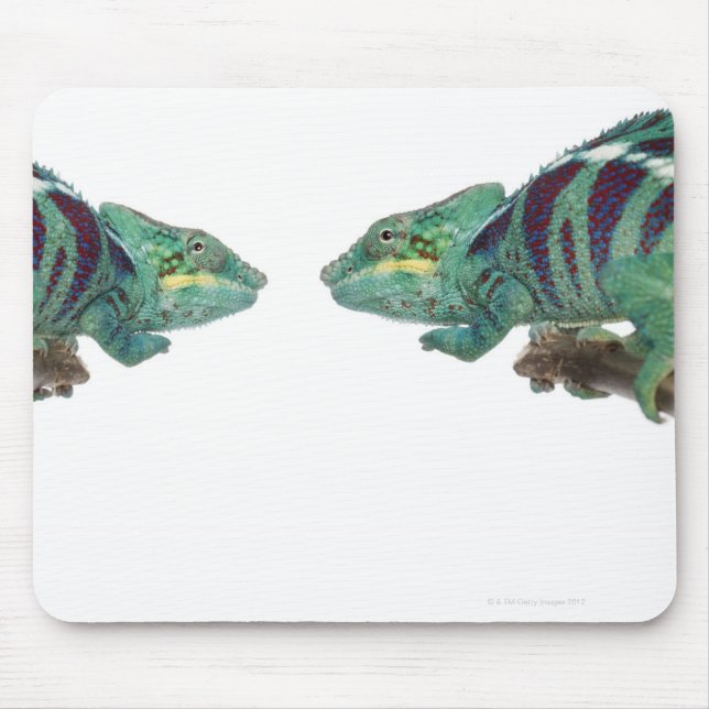 Zwei Panther Chameleons Nosy Be (Furcifer) Mousepad (Vorne)