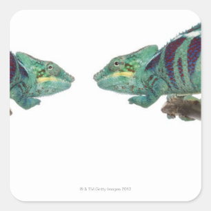 Zwei Panther Chameleons Nosy Be (Furcifer) Quadratischer Aufkleber