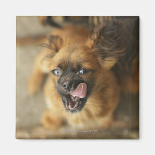 Zwei Pekingese Hunde Magnet