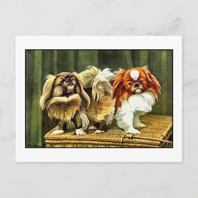 Zwei Pekingese Hunde Postkarte (Vorderseite)