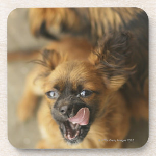 Zwei Pekingese Hunde Untersetzer