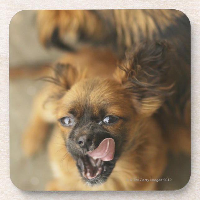 Zwei Pekingese Hunde Untersetzer (Vorderseite)
