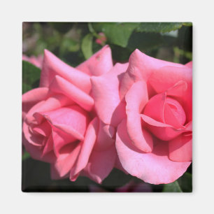 zwei perfekte Blume in heißen rosa Rose. Liebe Magnet