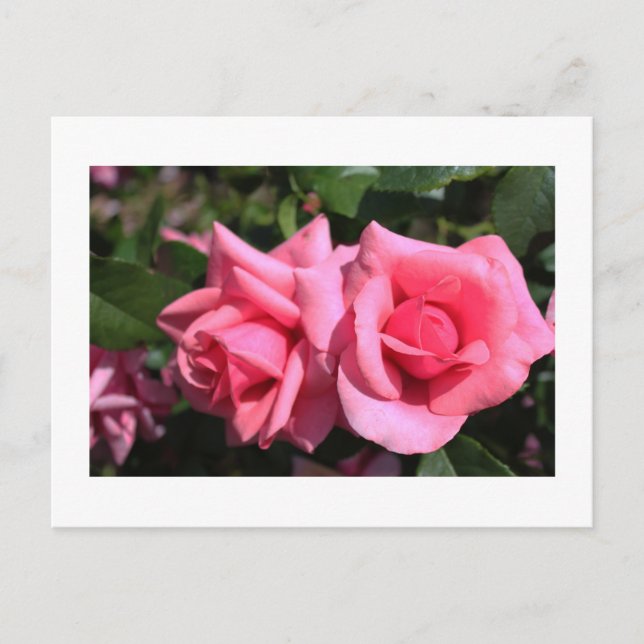 zwei perfekte Blume in heißen rosa Rose. Liebe Postkarte (Vorderseite)