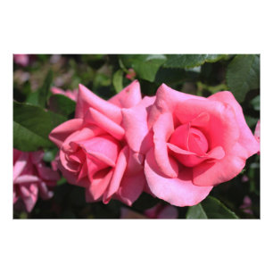 zwei perfekte heiß rosa Rosenblumen. Liebe Fotodruck
