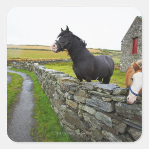 Zwei Pferde auf Bauernhof in ländlichem England Quadratischer Aufkleber
